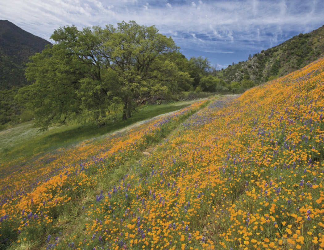 HotLine® Products Catholic Reflections Appointment Calendar - Stapled 65
