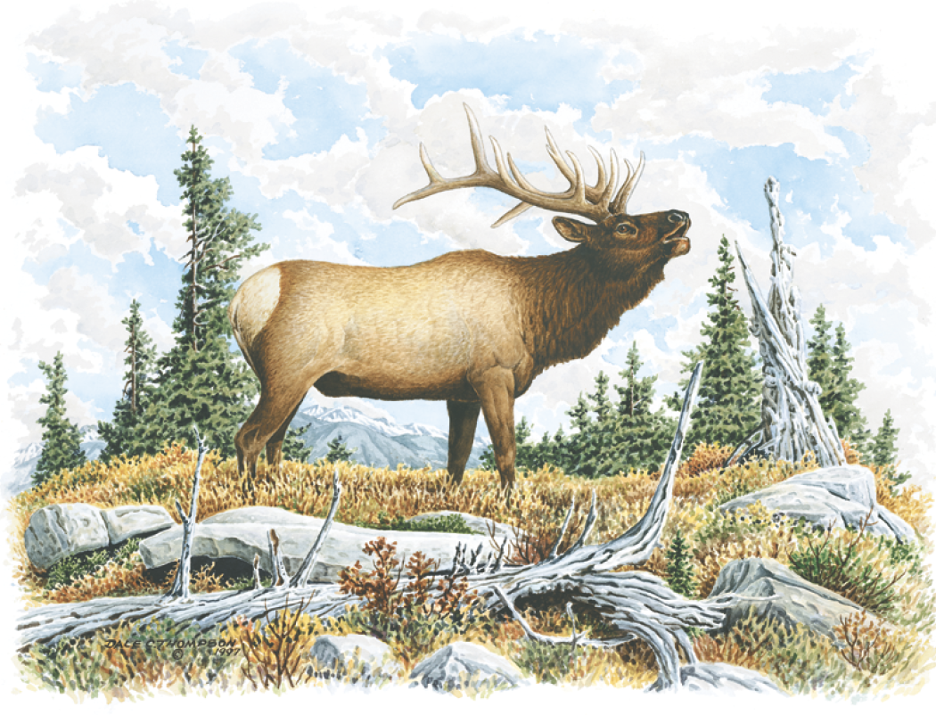 Good Value™ Wildlife Trek - Stapled Calendar 2