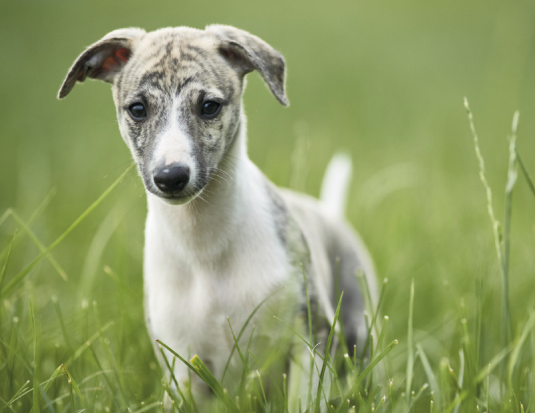Triumph® Calendars Puppies Calendar 39
