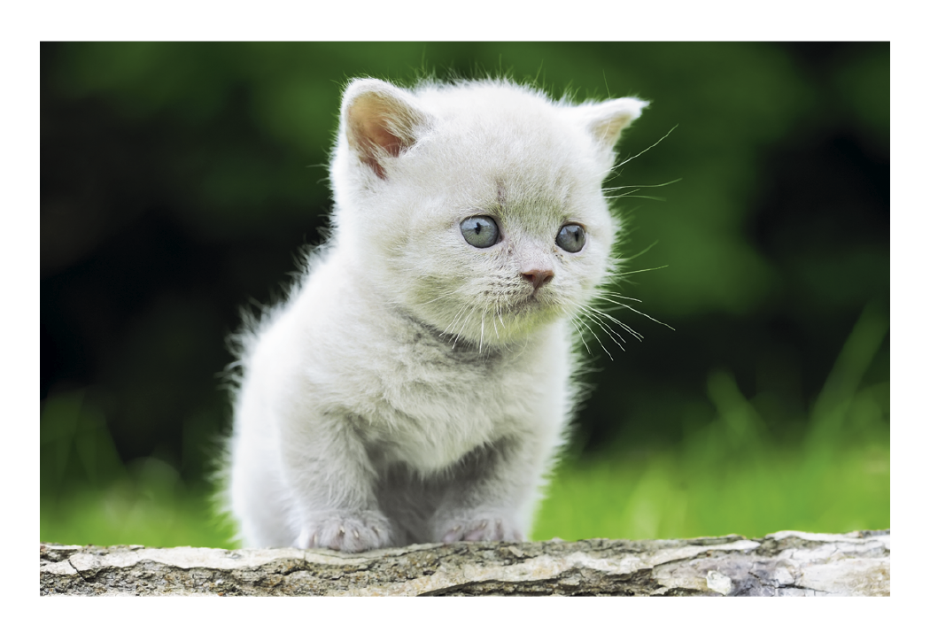 Triumph® Calendars Puppies & Kittens Pocket Calendar 46