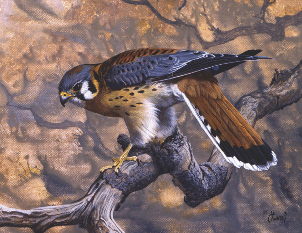 Good Value™ Wildlife Canvas - Stapled Calendar 68