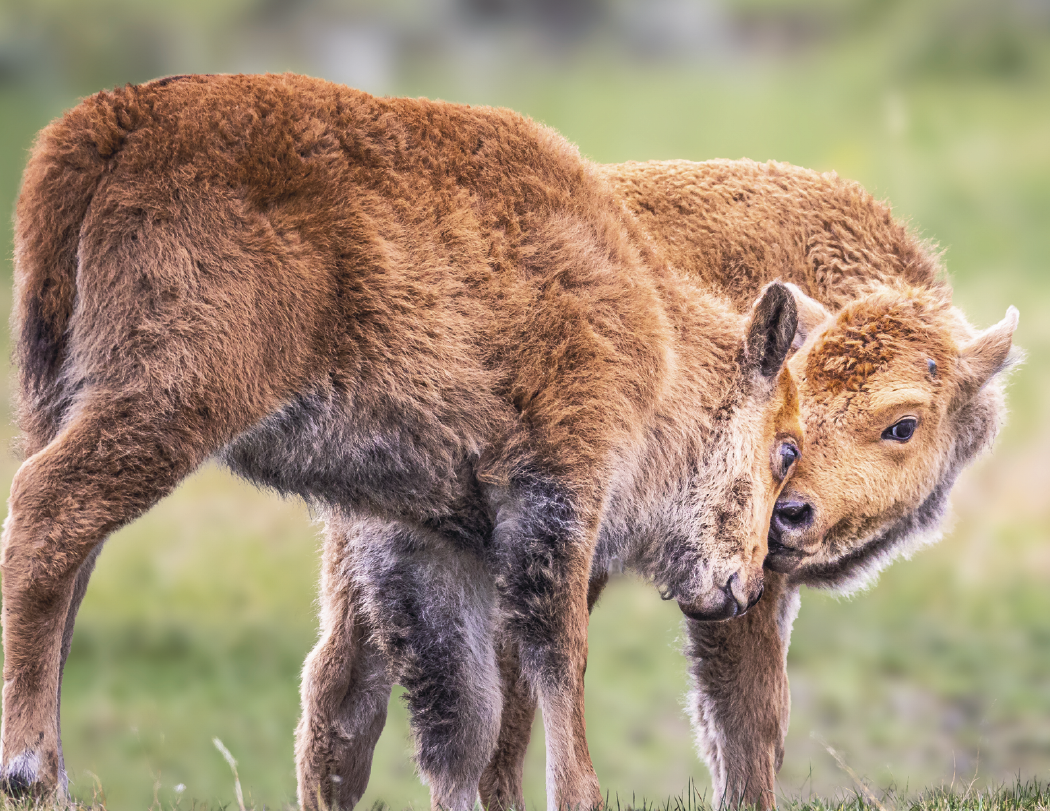 Good Value™ Baby Farm Animals - Stapled Calendar