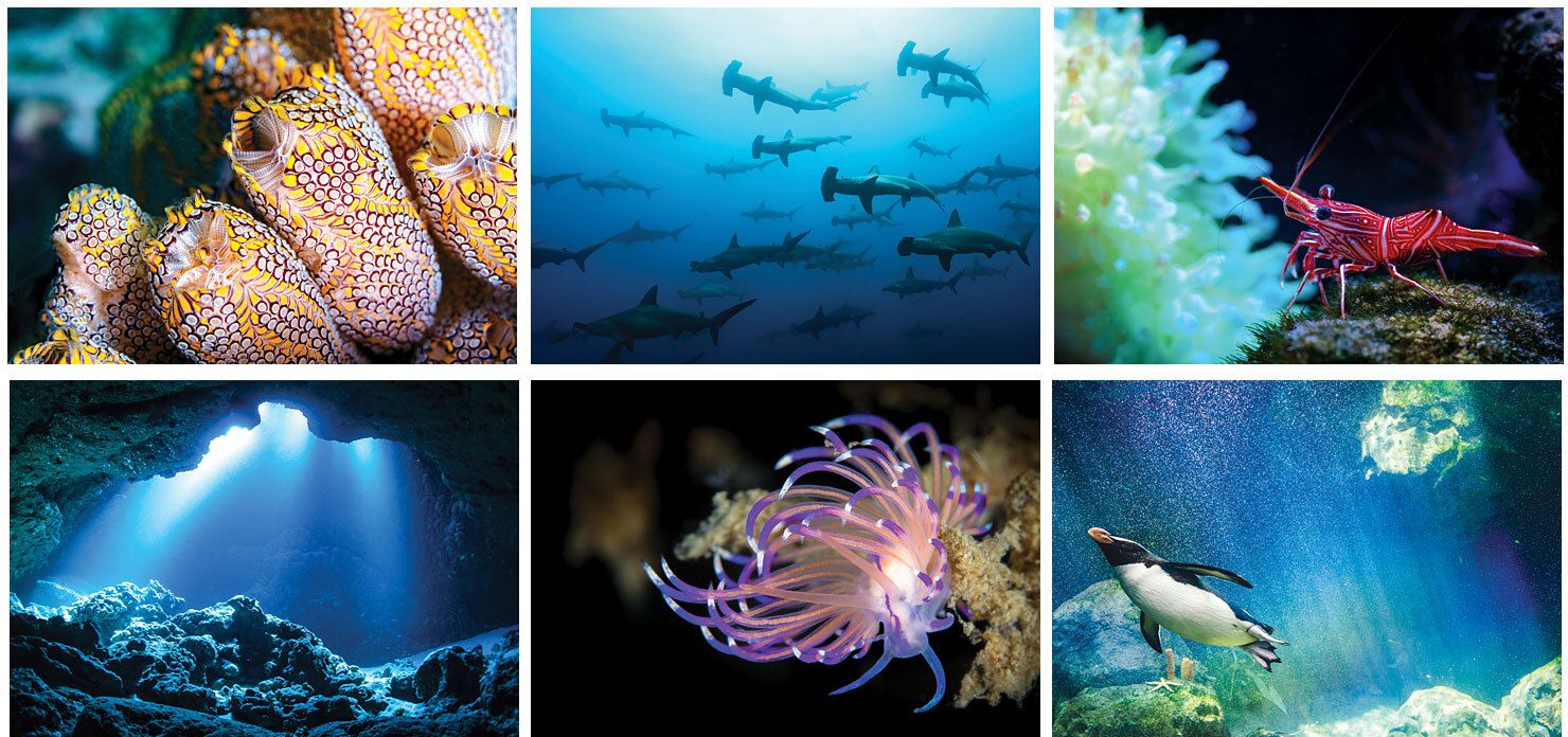 UNDERWATER WORLD SPIRAL WALL CALENDAR 17