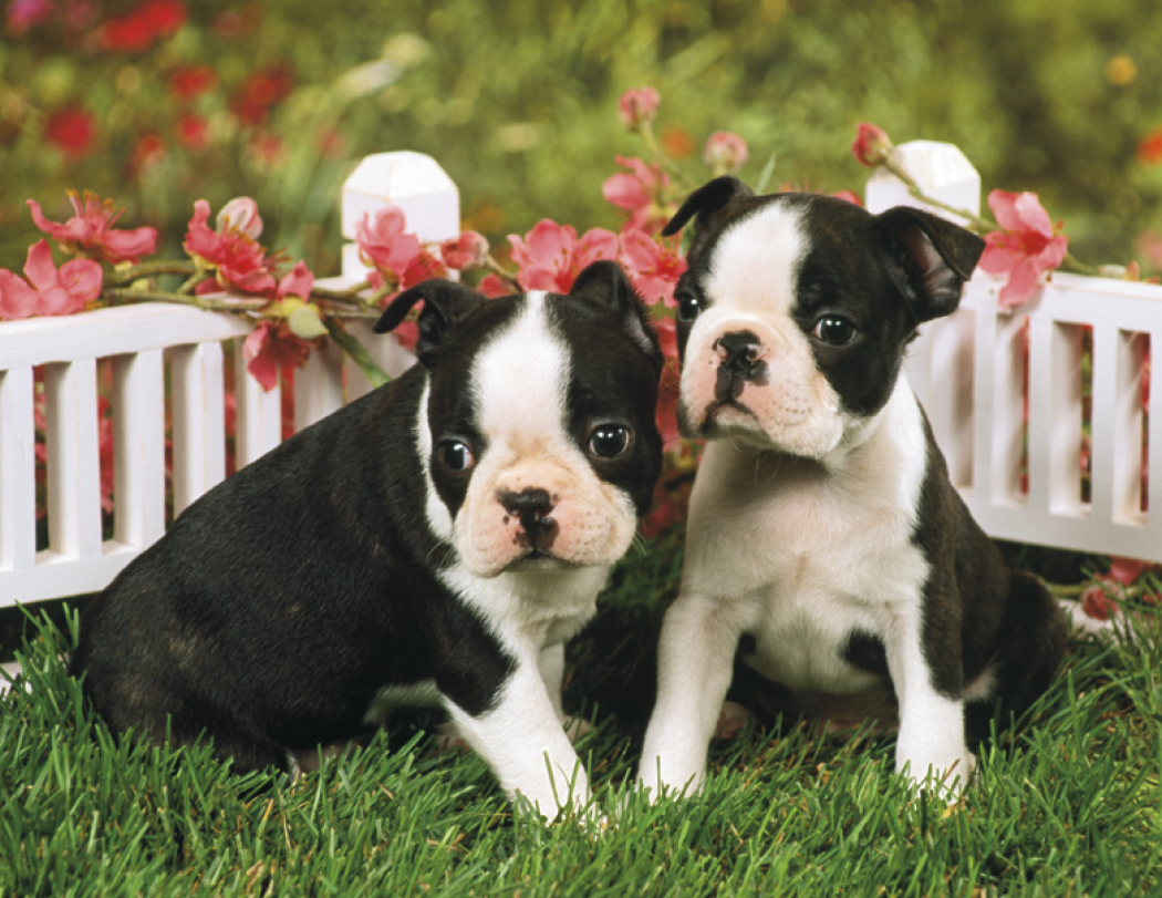 HotLine® Products Four Paws Appointment Calendar - Stapled