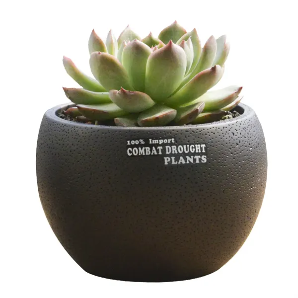 Mini Desktop Succulent Plant Flowerpot