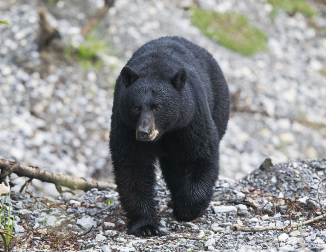 Good Value™ Wildlife Portraits - Spiral Calendar 31