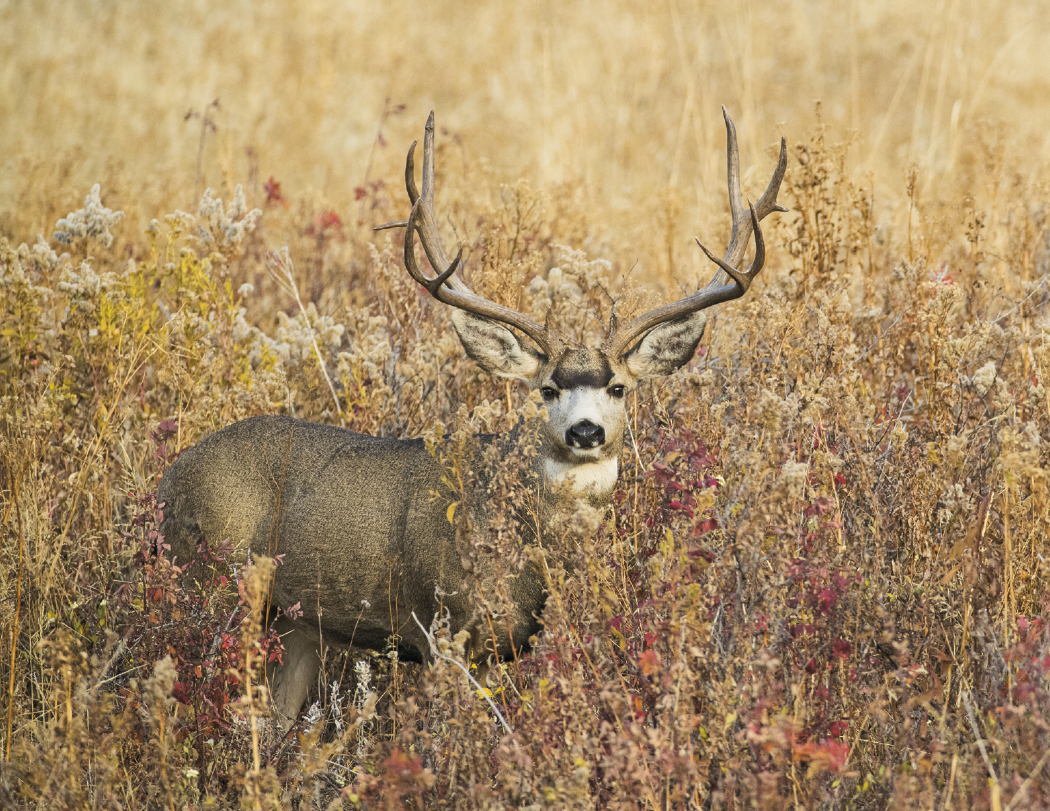 Good Value™ Wildlife Portraits - Spiral Calendar 56