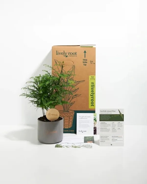 Norfolk Island Pine Plant Kit
