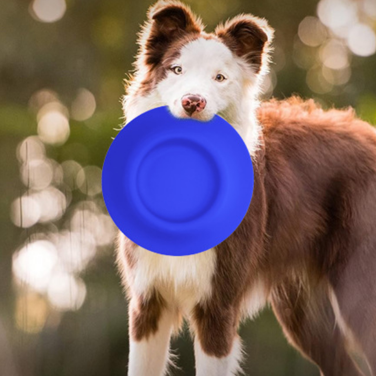 Silicone Pet Flying Disc Bowl with Custom Logo 2
