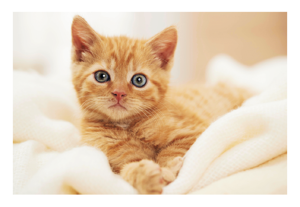 Triumph® Calendars Puppies & Kittens Pocket Calendar 52