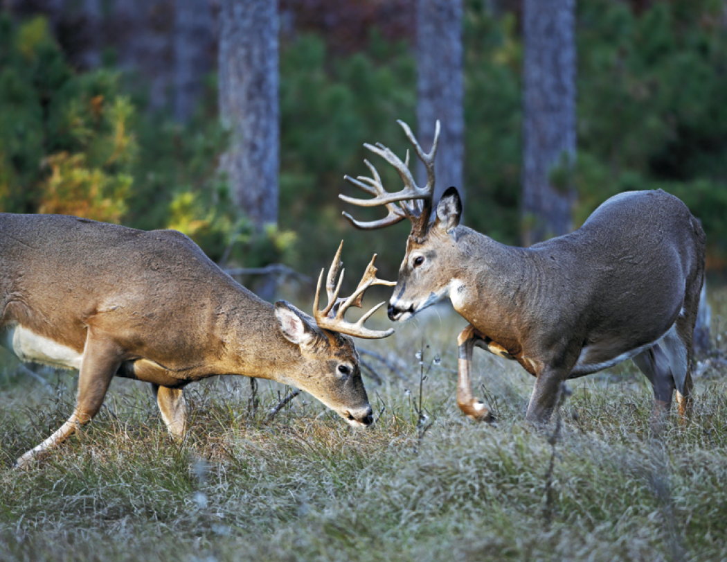 HotLine® Products Trophy Whitetail Deer Appointment Calendar - Stapled 33