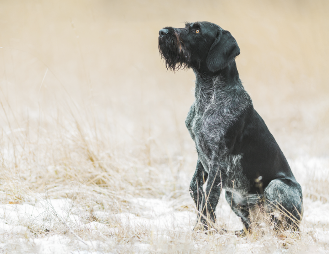 Good Value™ Sporting Dogs - Stapled Calendar 41