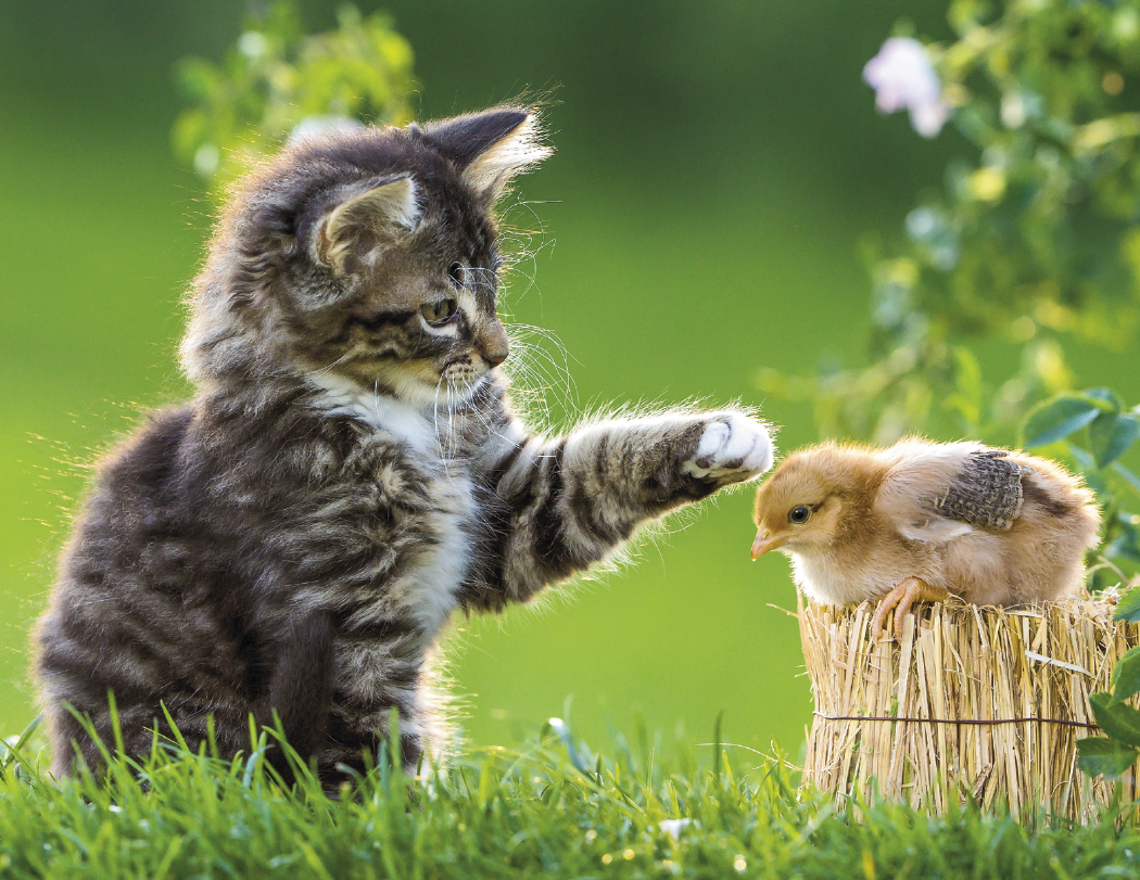 Good Value™ Baby Farm Animals - Stapled Calendar 17