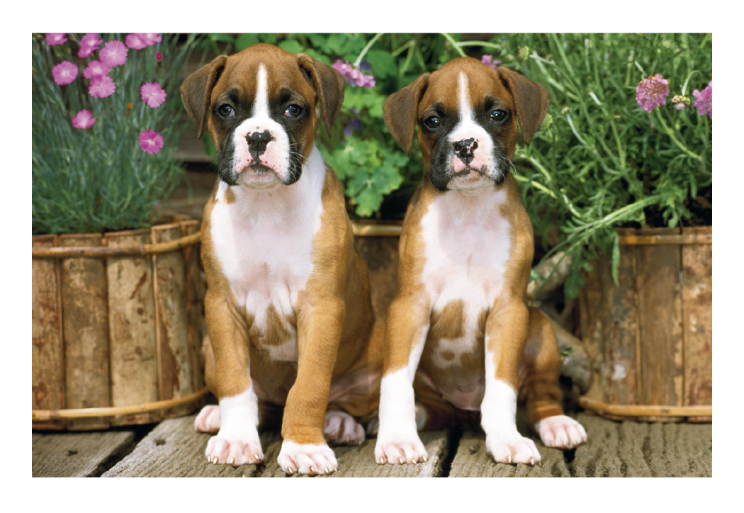 Triumph® Calendars Puppies & Kittens Pocket Calendar 35
