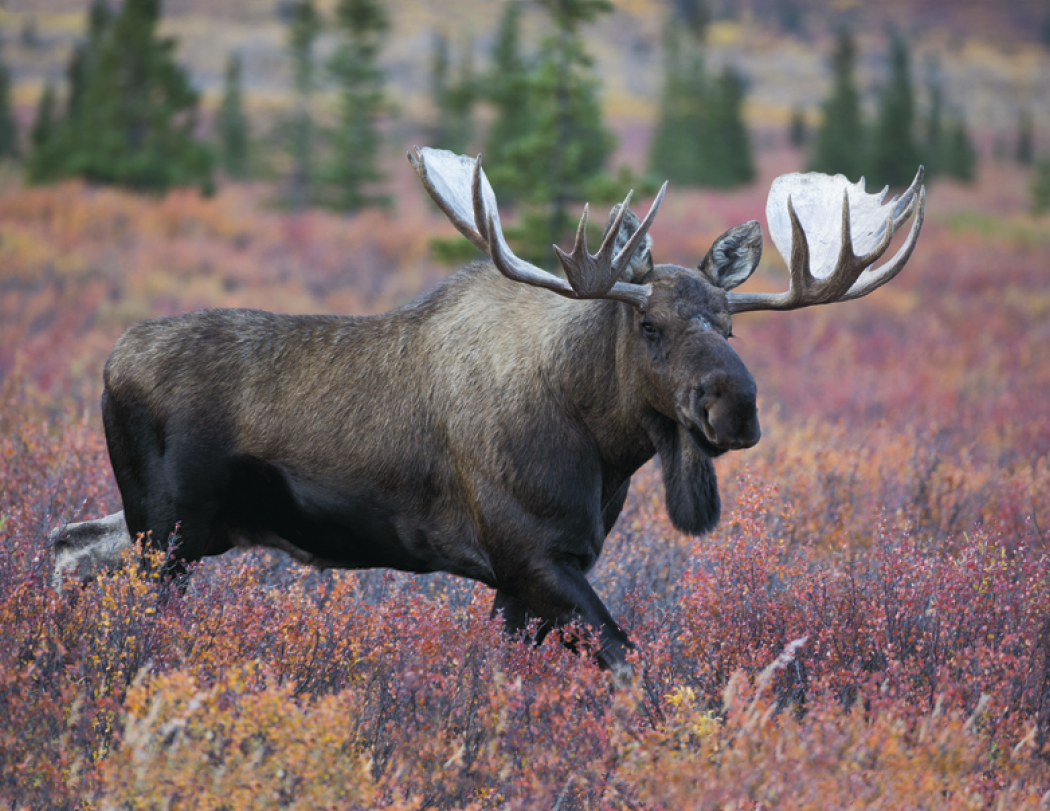 Good Value™ Wildlife Portraits - Spiral Calendar 50