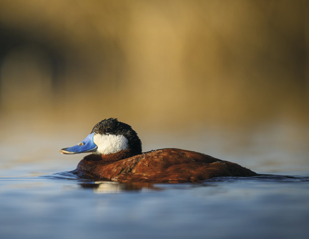 Good Value™ Waterfowl - Stapled Calendar 37