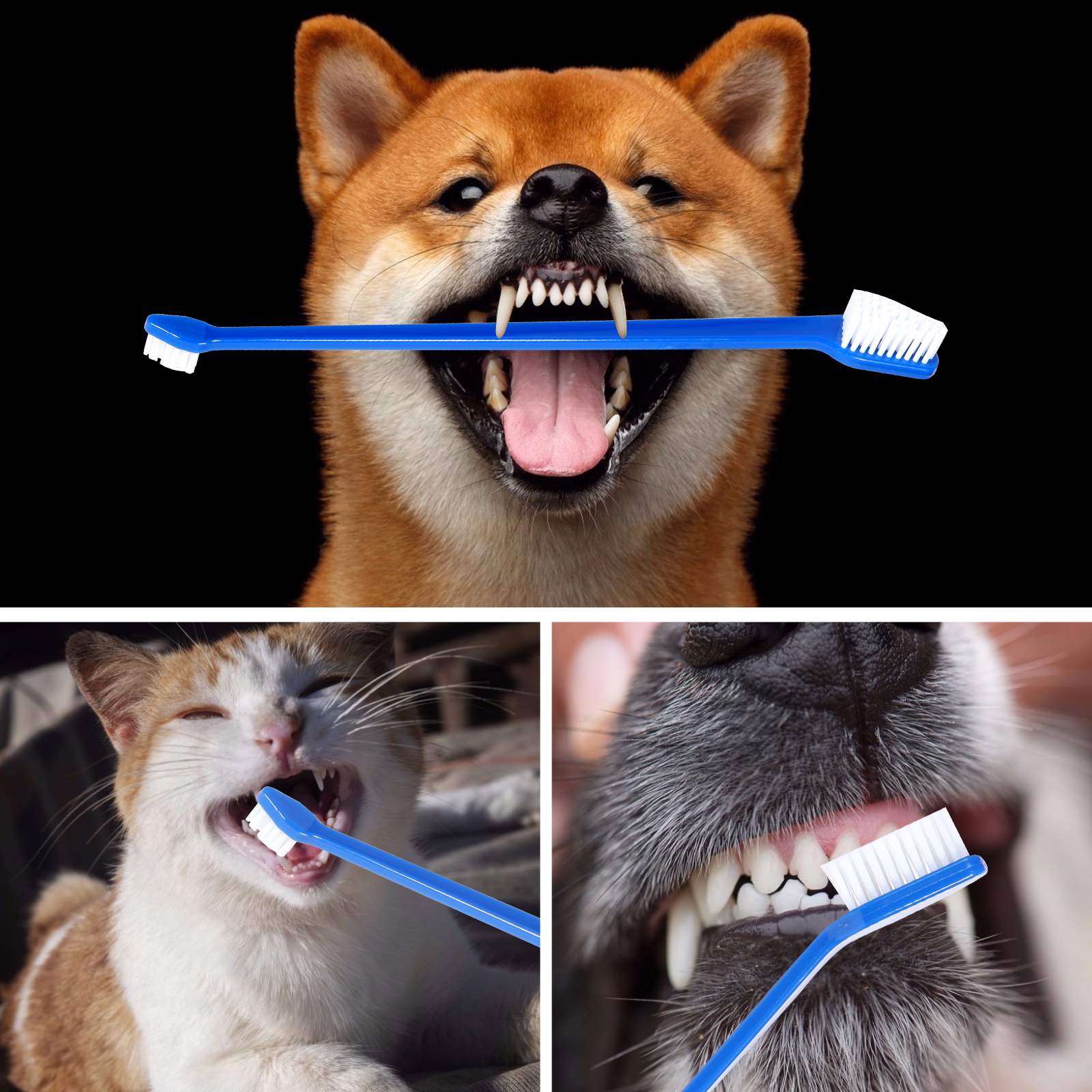 Pet Toothbrush 2