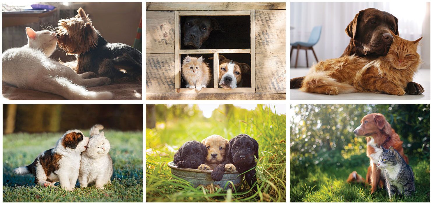 FURRY FRIENDS DESK CALENDAR 11