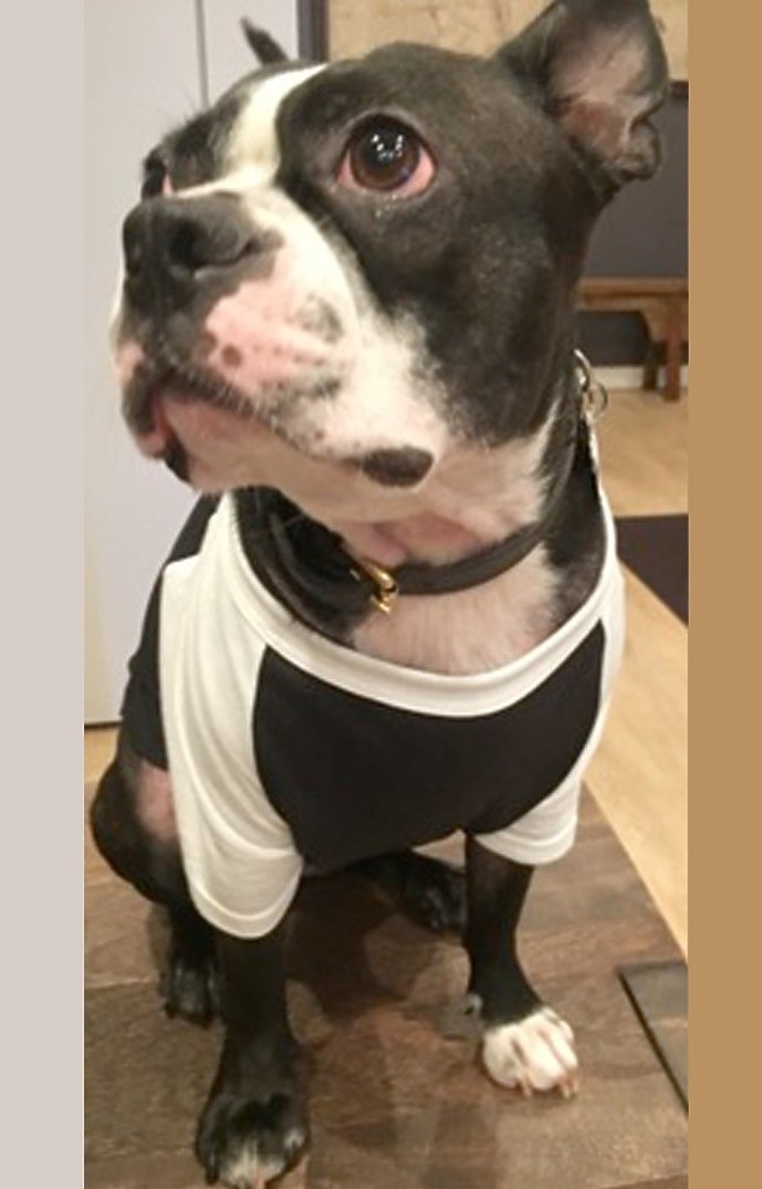 50/50 Blend Doggie Baseball Tee 2