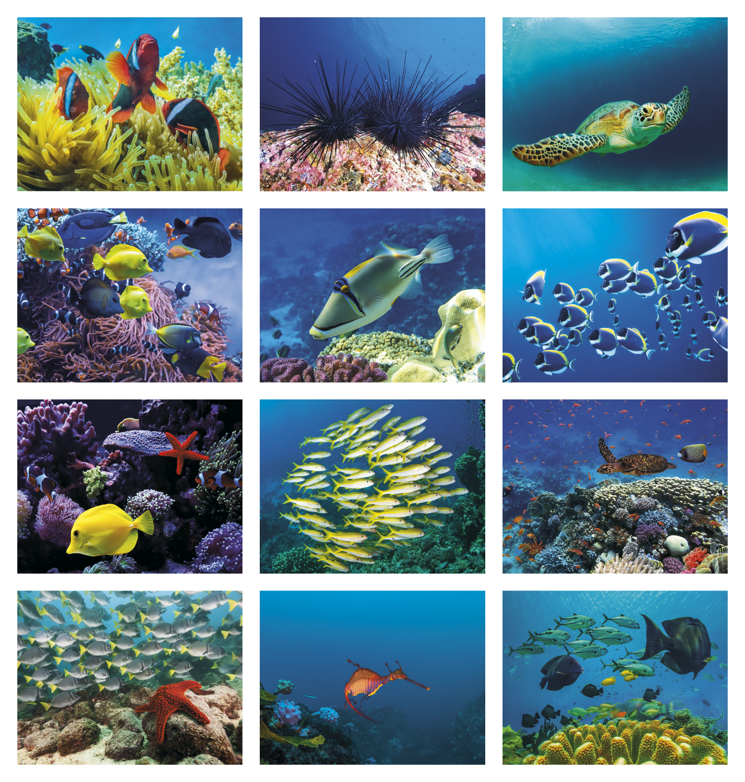 Good Value™ Ocean Glory - Spiral Calendar 3