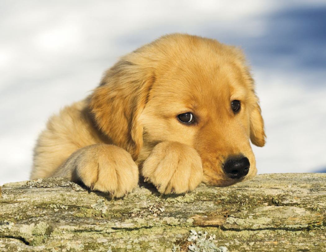 Triumph® Calendars Puppies Calendar 14