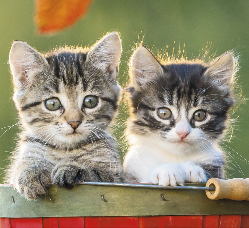 Good Value™ Puppies & Kittens - Mini Calendar 50