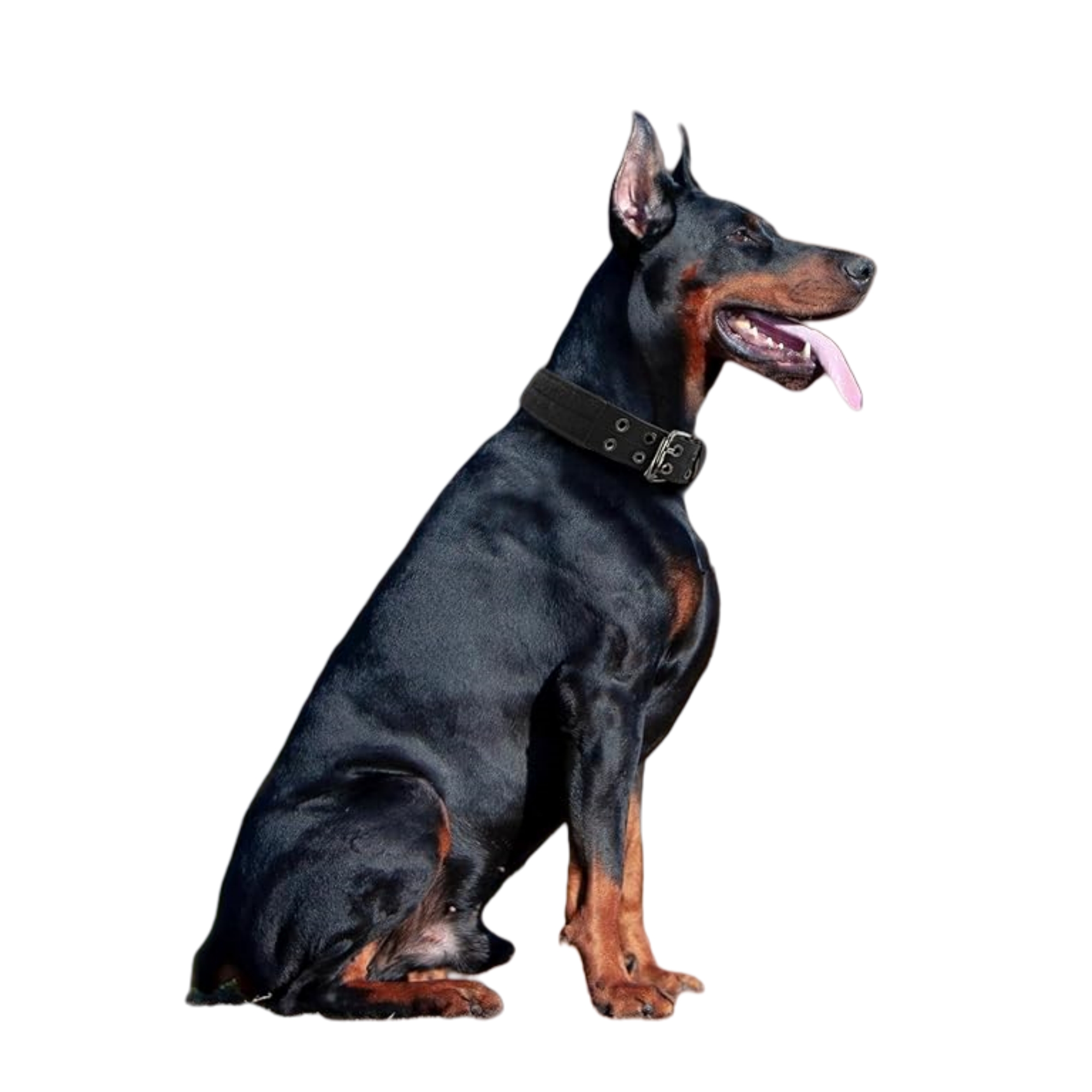 Nylon Fabric Adjustable Large Dog Collar 3