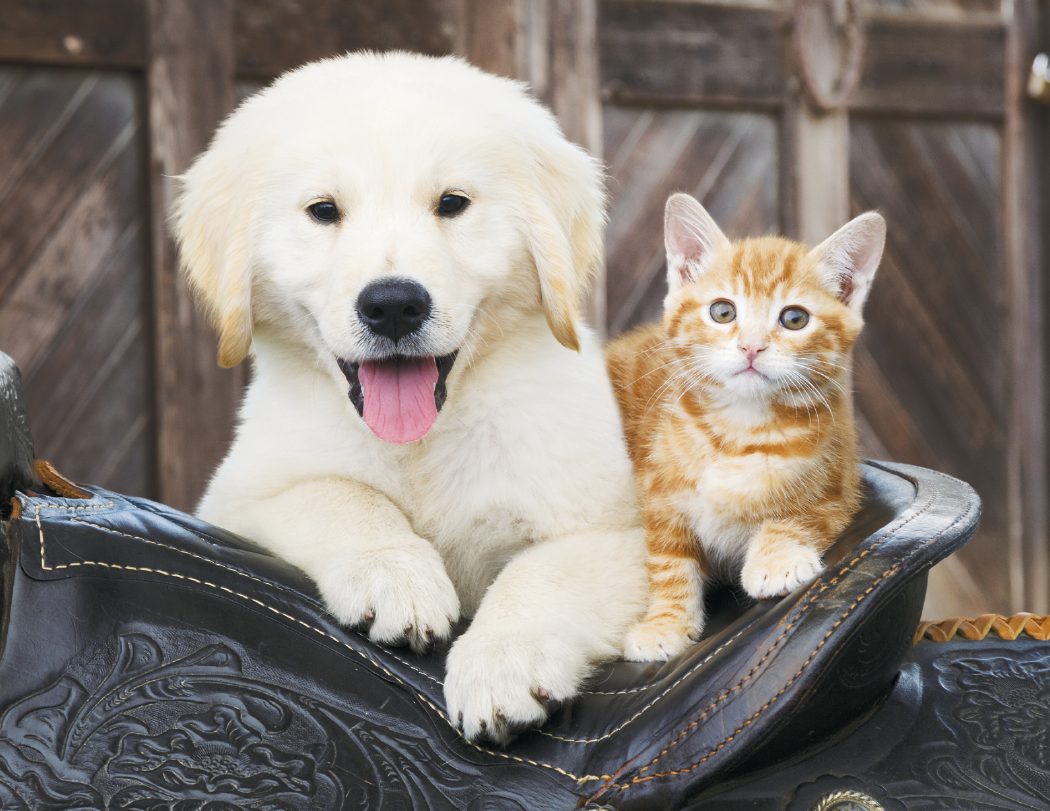 Good Value™ Baby Farm Animals - Stapled Calendar 61