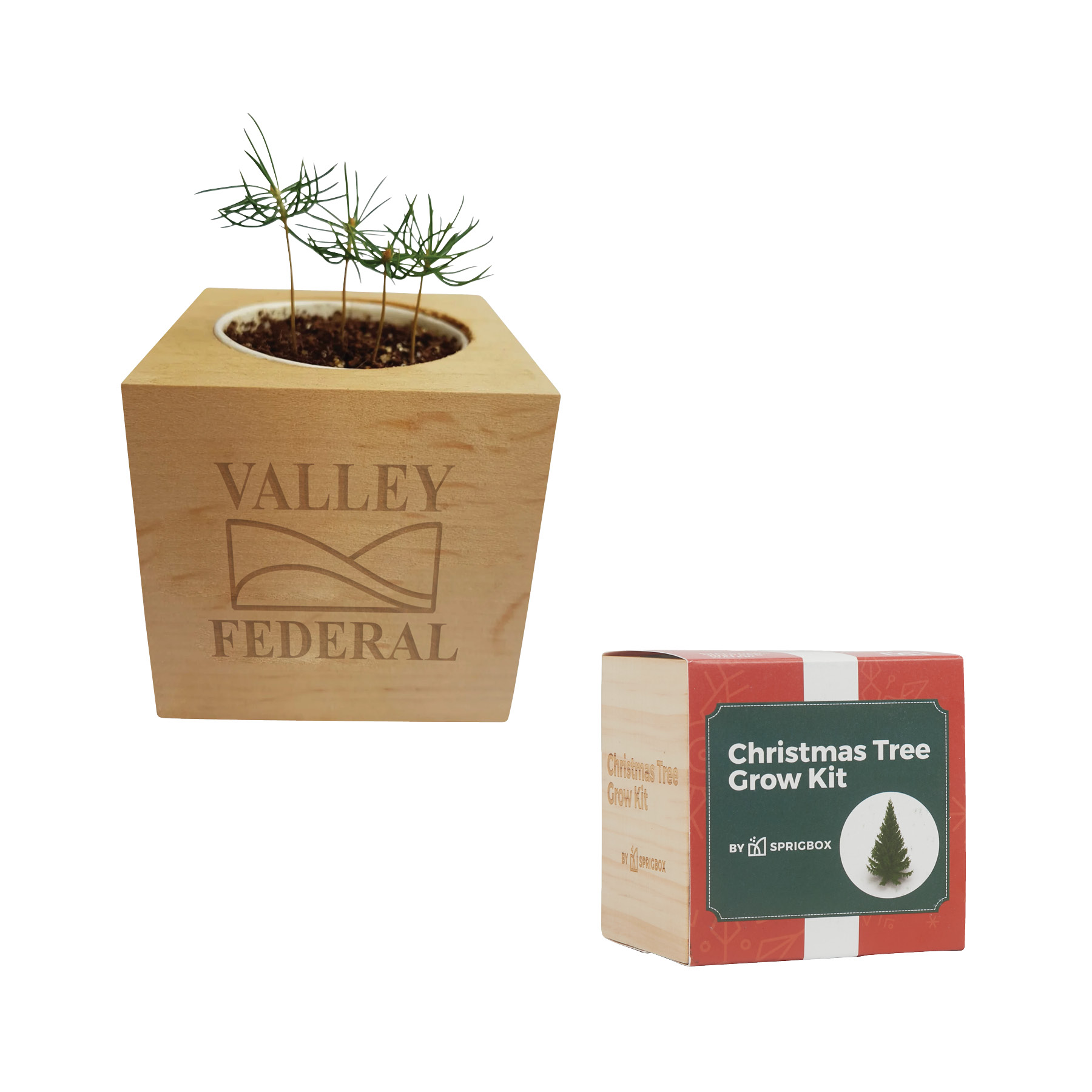 Sprigbox Christmas Tree Grow Kit 6