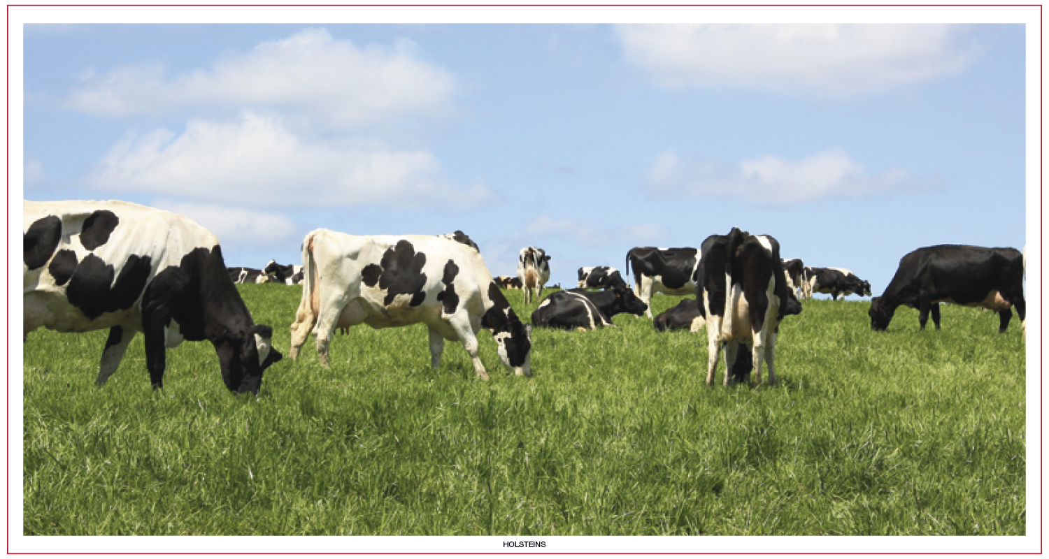 Skinner & Kennedy® Large Everyday Farm Memo 2