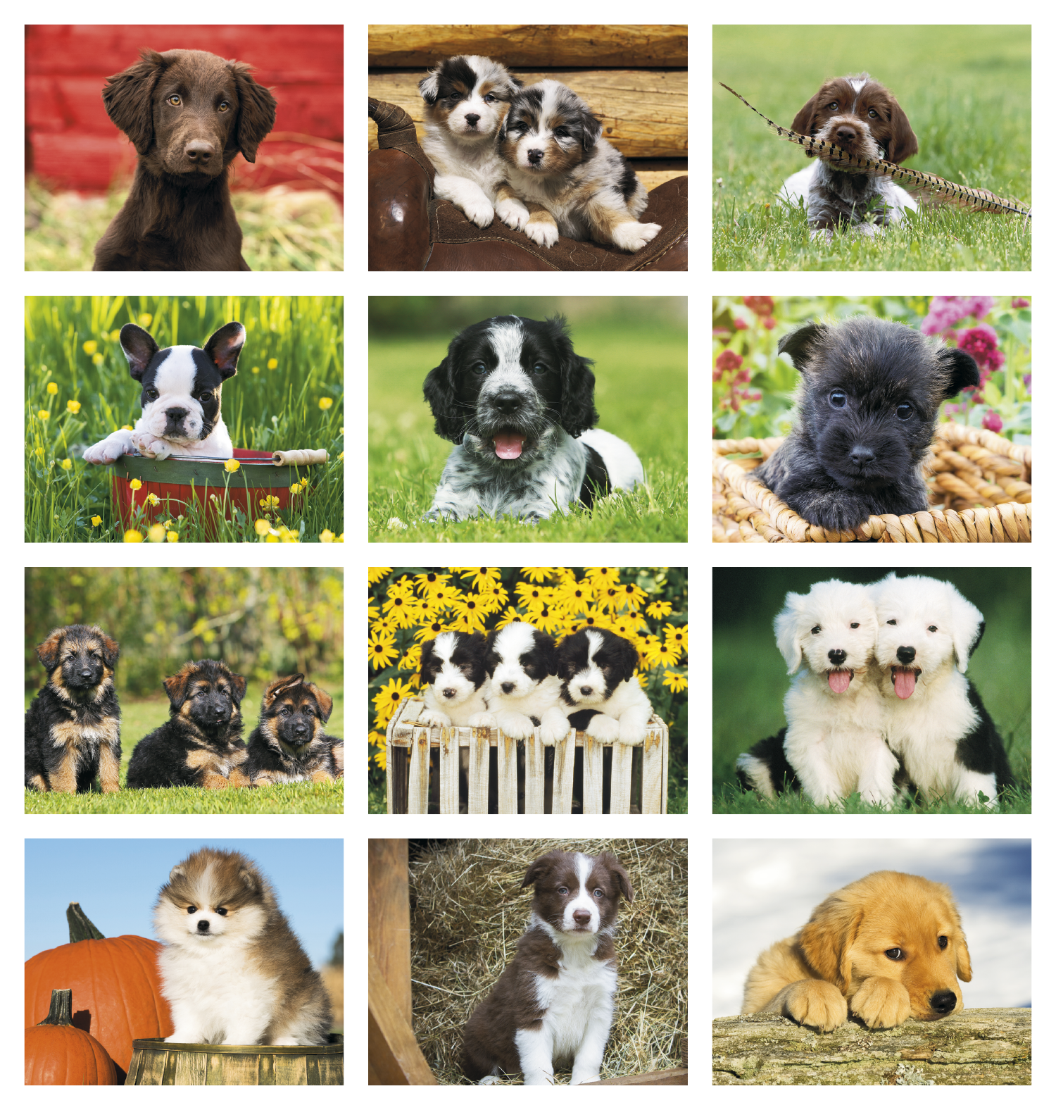 Triumph® Calendars Puppies Calendar 7