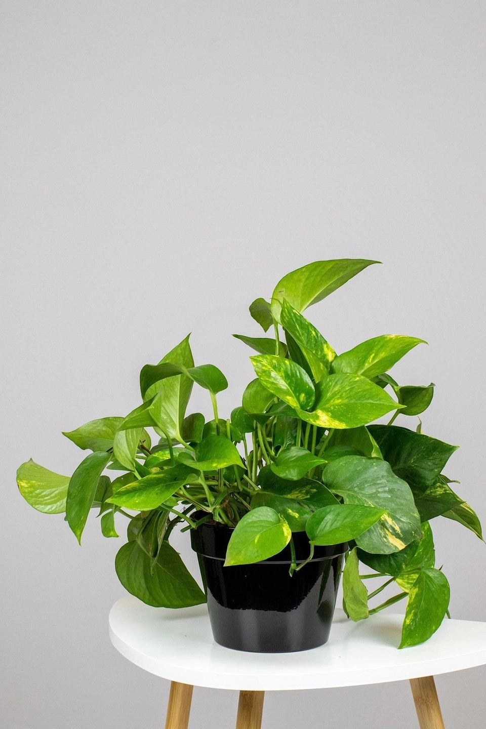 Golden Pothos