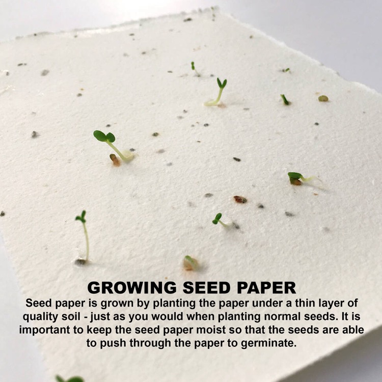 Corn Poppy Seed Sticky Note Pad 5