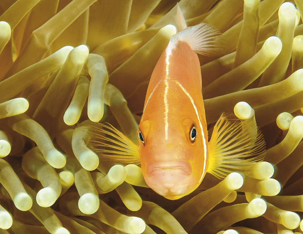 Good Value™ Ocean Glory - Stapled Calendar 43