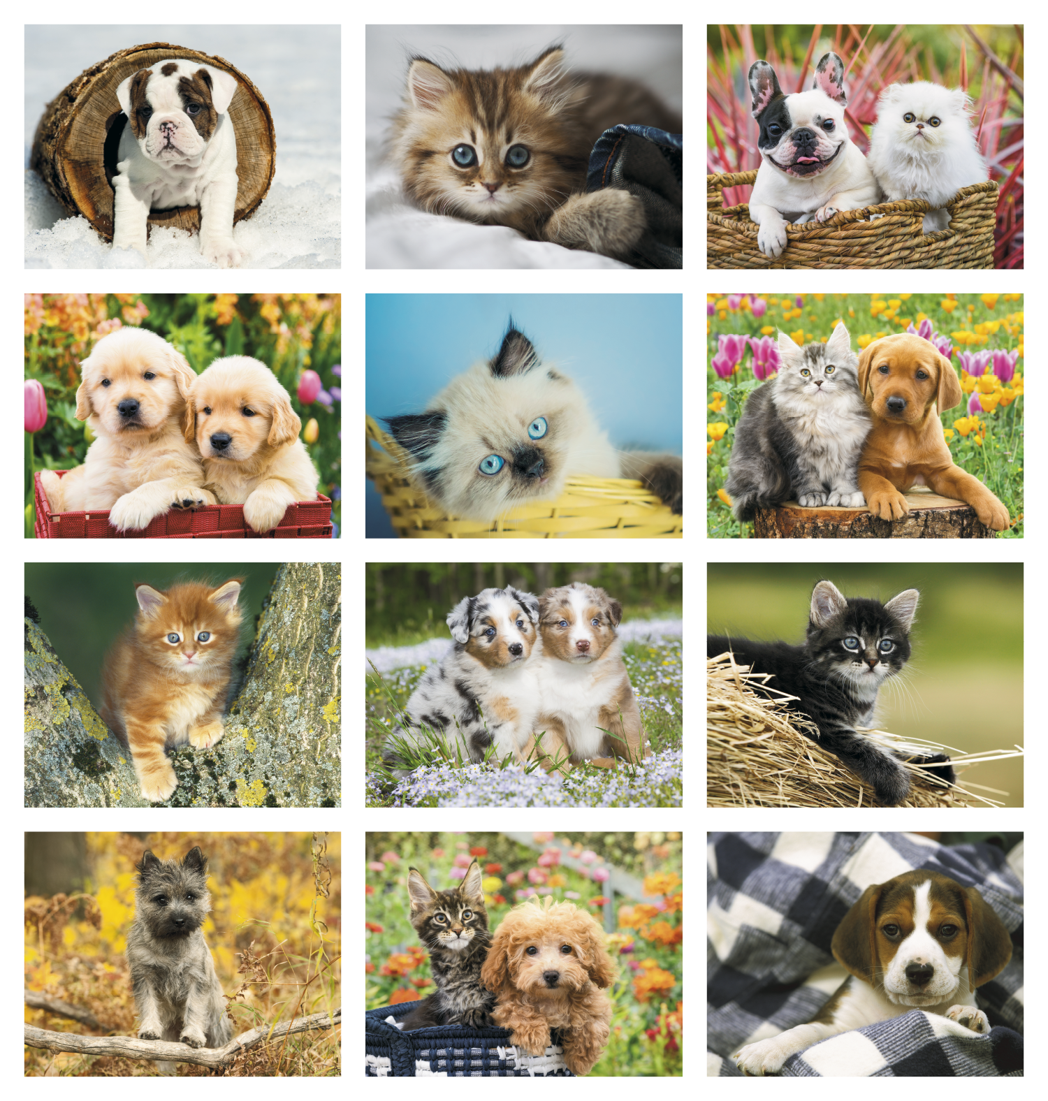 Good Value™ Puppies & Kittens - Window Calendar 11