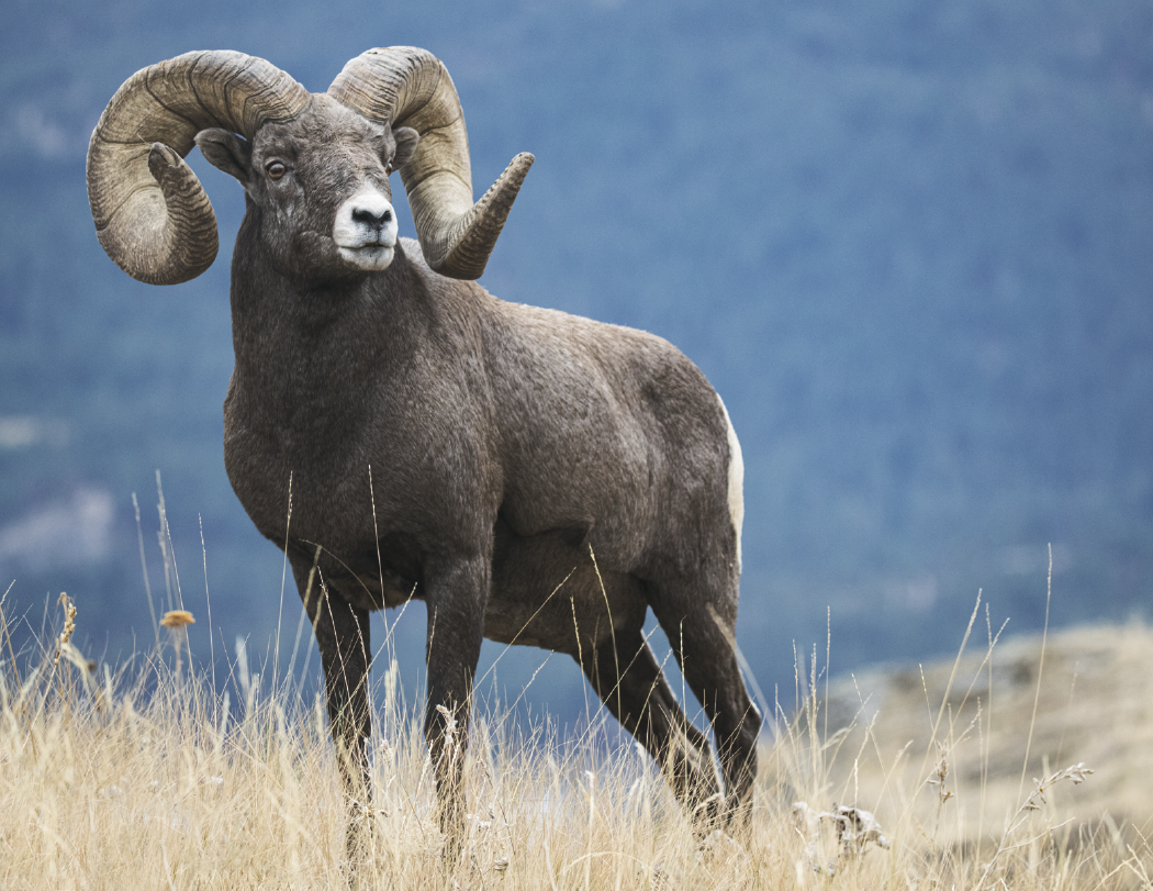 Triumph® Calendars Sportsman Calendar 42