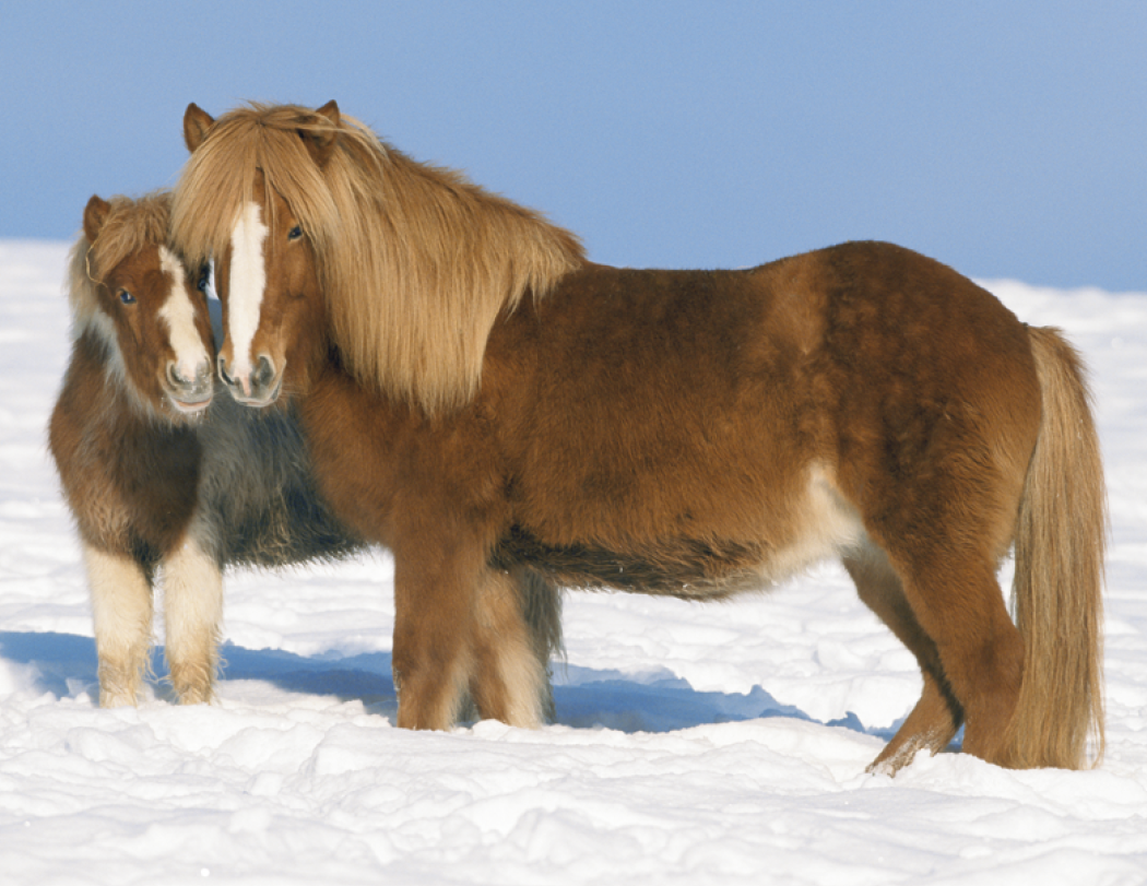 Triumph® Calendars Horses Calendar 42