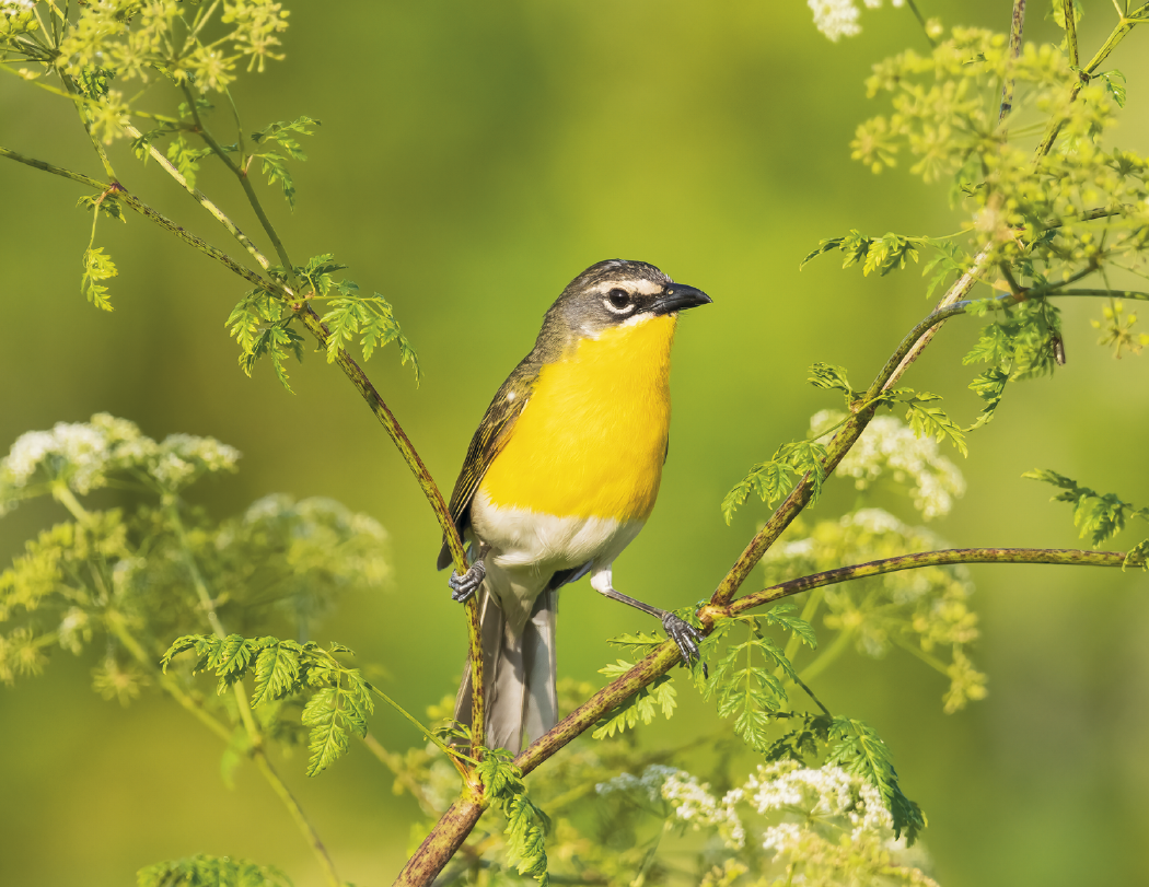 HotLine® Products Songbirds Appointment Calendar - Stapled 31
