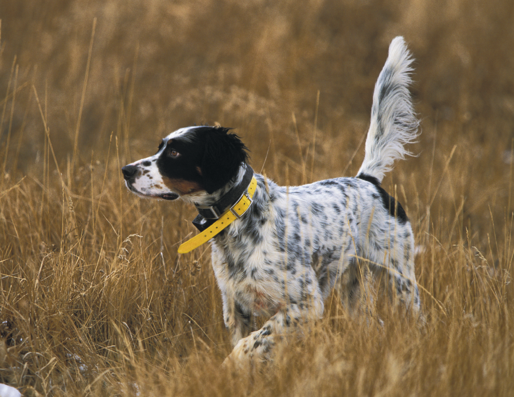 Good Value™ Sporting Dogs - Spiral Calendar 35