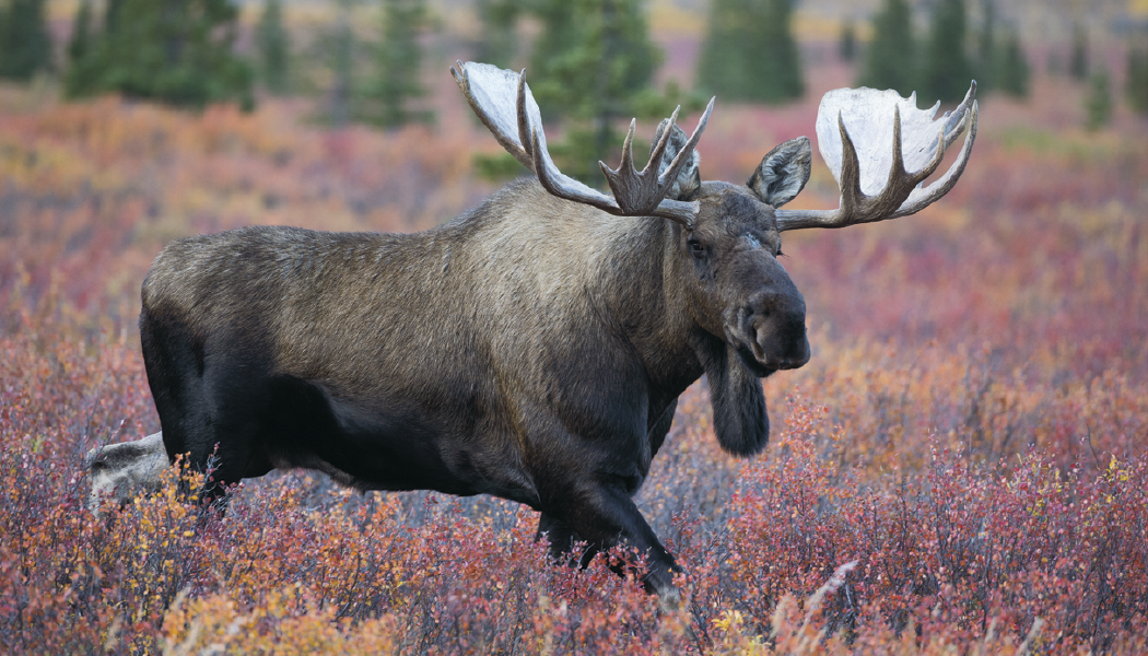 Triumph® Calendars North American Wildlife Calendar 20