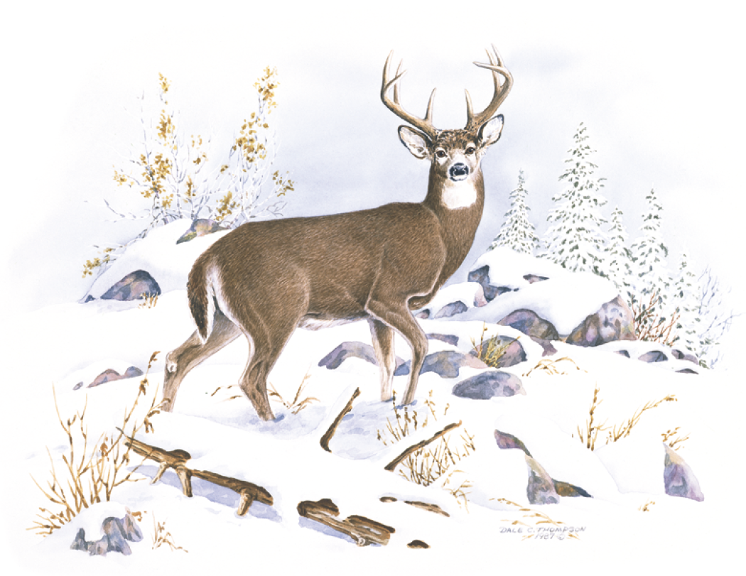 Good Value™ Wildlife Trek - Stapled Calendar 12