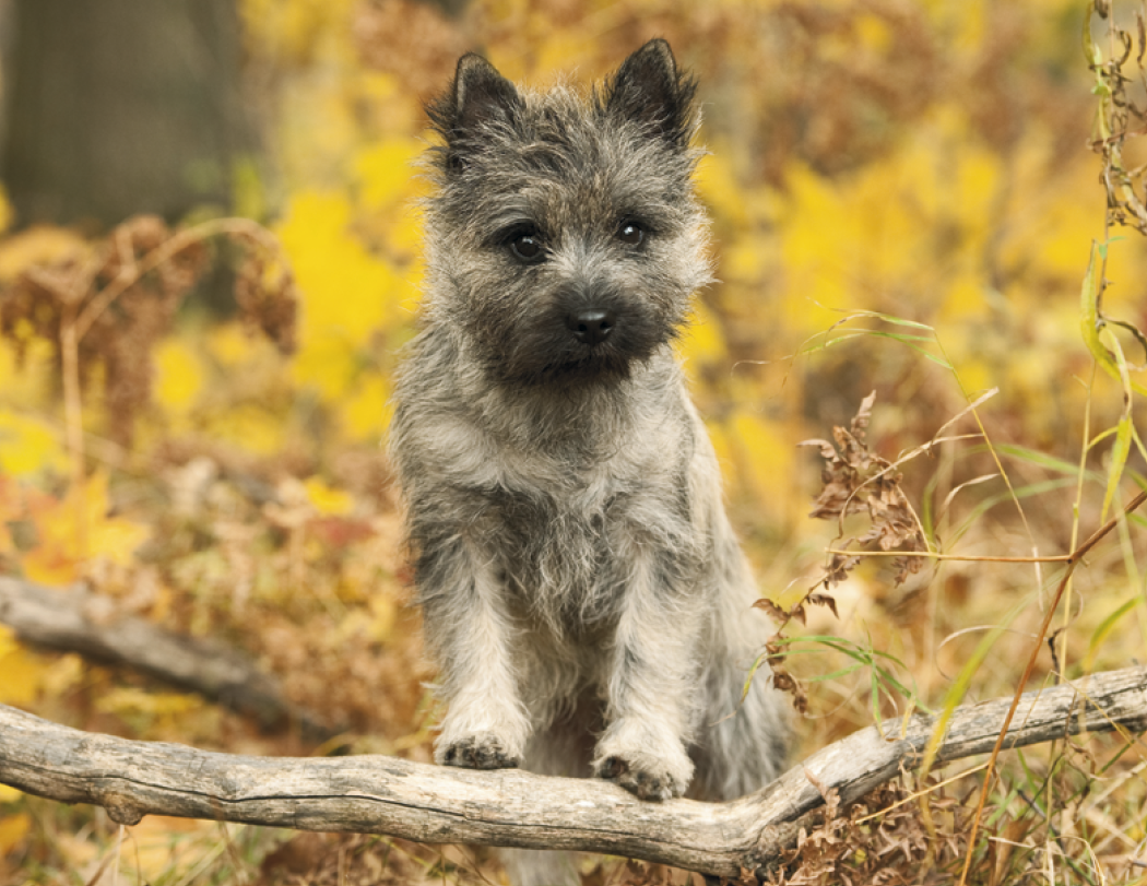 HotLine® Products Four Paws Appointment Calendar - Stapled 46