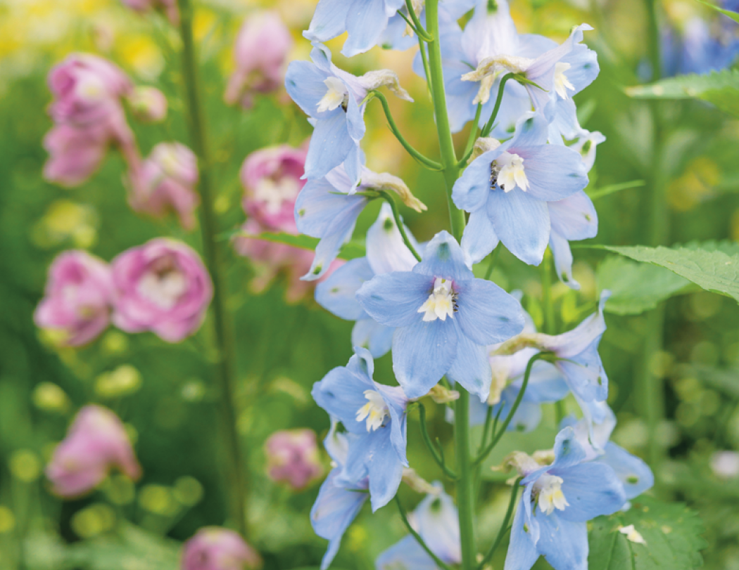 Good Value™ Flowers - Spiral Calendar 3