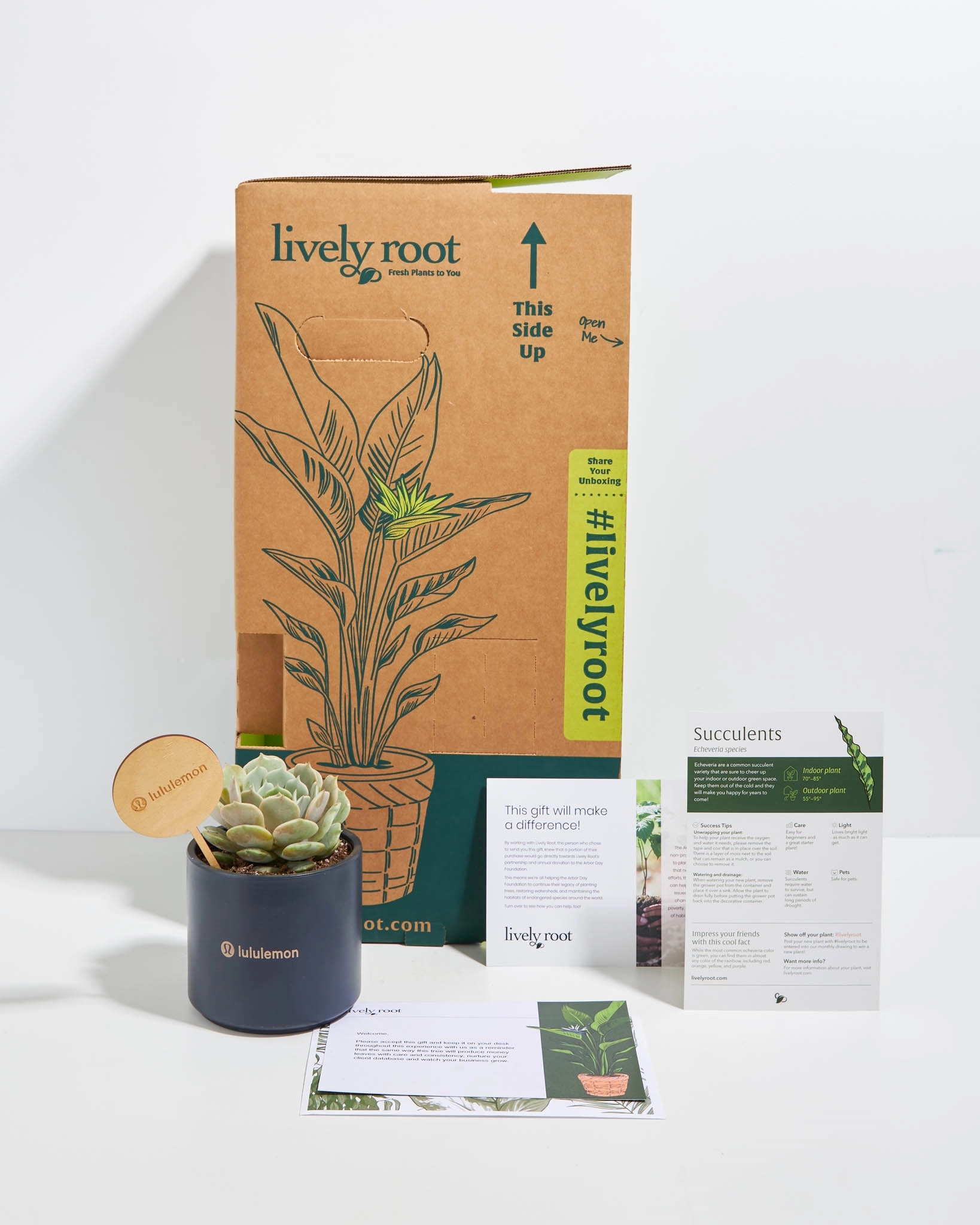 Echeveria Rose Succulent Plant Kit