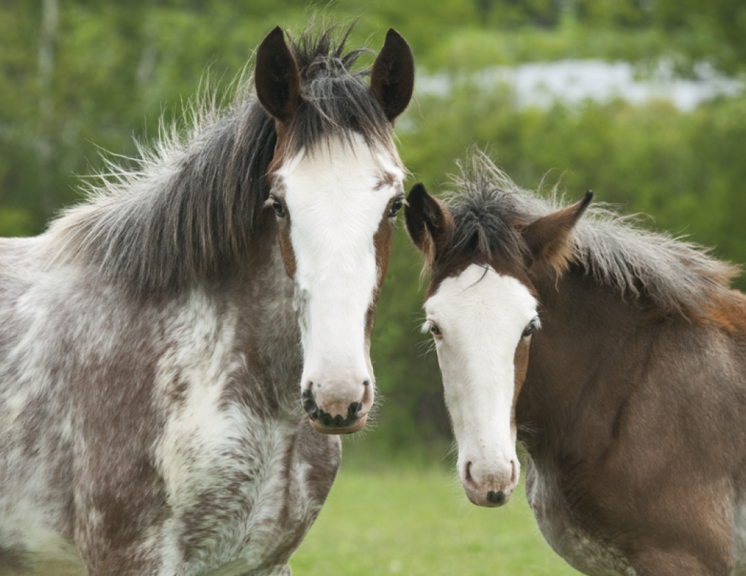 Triumph® Calendars Horses Calendar 31