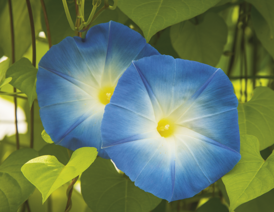 Good Value™ Flowers - Spiral Calendar 39