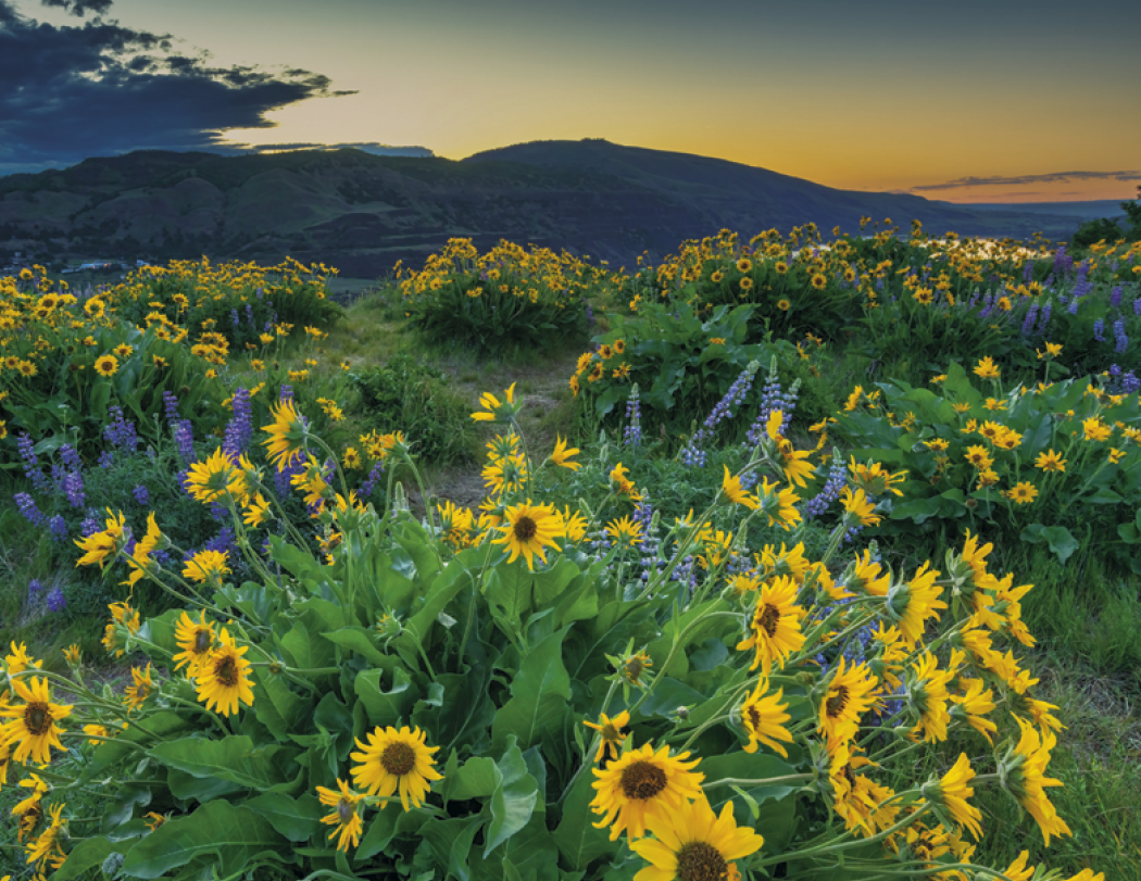 Triumph® Calendars Sunrise Sunset Calendar 10