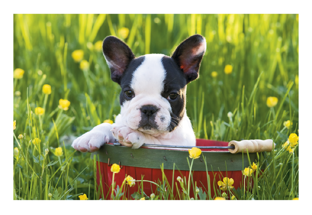 Triumph® Calendars Puppies & Kittens Pocket Calendar 28