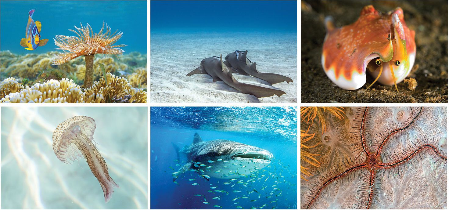 UNDERWATER WORLD SPIRAL WALL CALENDAR 13