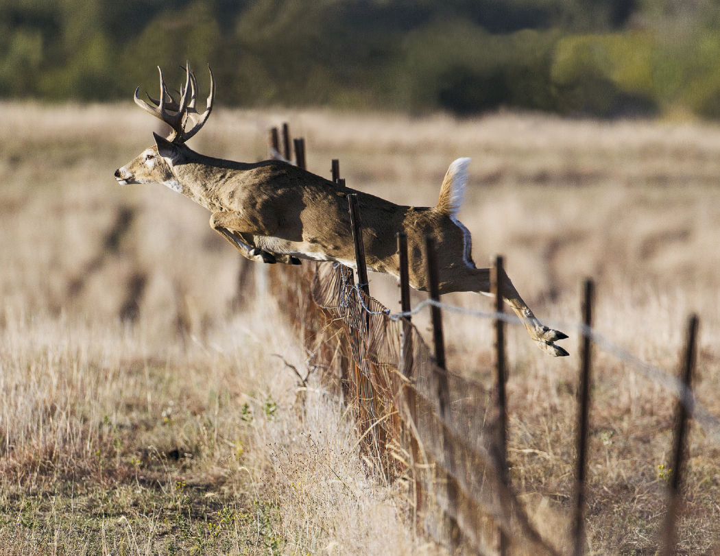 HotLine® Products Trophy Whitetail Deer Appointment Calendar - Stapled 21